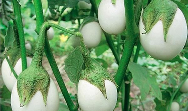 养颜|女性想要皮肤好，常吃四种食物，养颜美容、强身健体，早吃早好