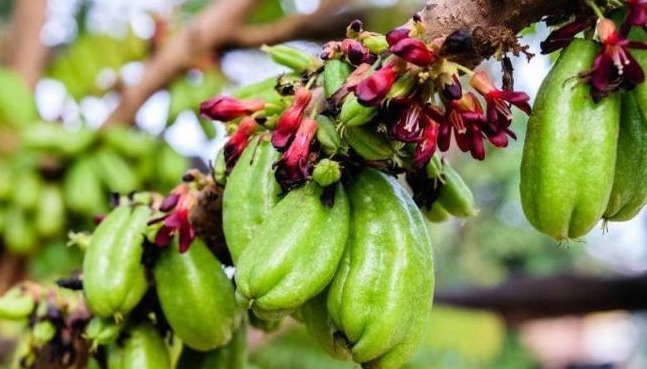 止咳化痰|立秋后，每晚当零食吃2个，止咳化痰，利咽喉，降血压，早吃早好