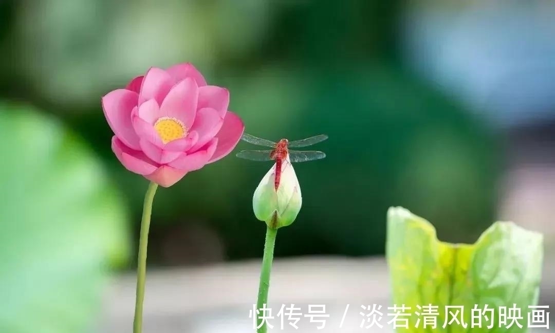 诗香$凌波仙子沐熏风,十里罗裙色彩同。三组《咏荷》