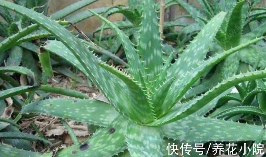汁液|家里养芦荟，有4大好处，建议养一盆