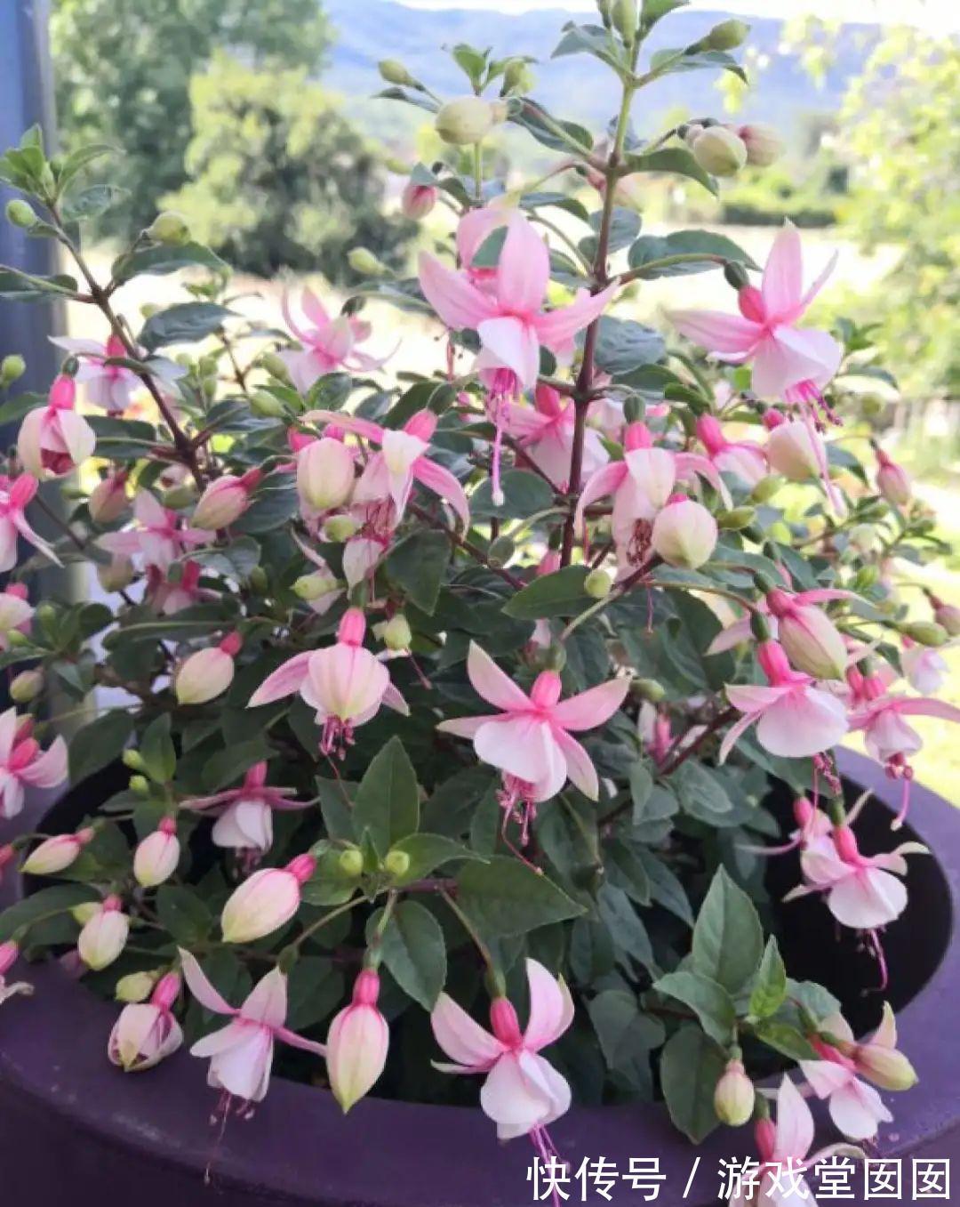 给花喷点它，叶片油绿茂密，花苞嘟噜噜冒出来