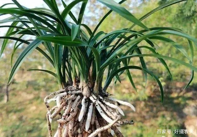 兰花换植料后,叶片有点萎蔫,是不服盆吗