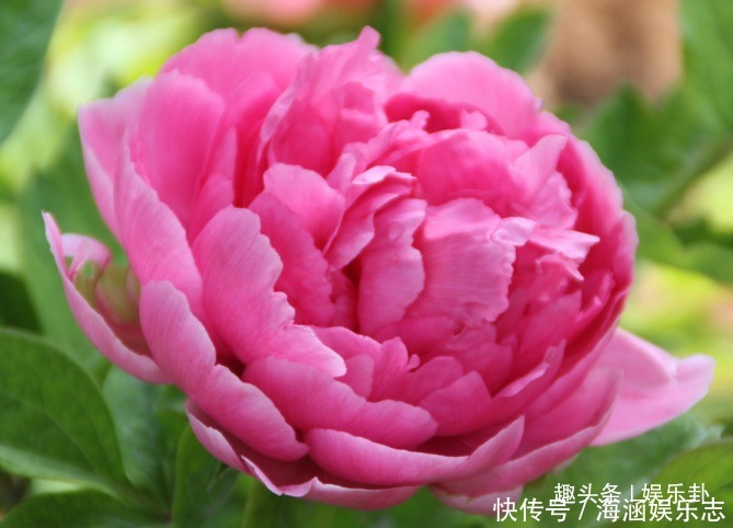 此花有着脍炙人口的传奇,受到诗人的热爱,诗词数不胜数