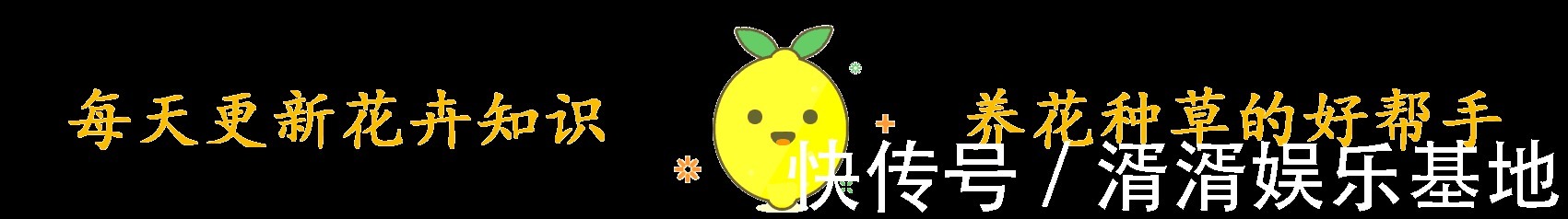 肥料|桂花香飘远十里，注意小技巧，花期长开花簇簇