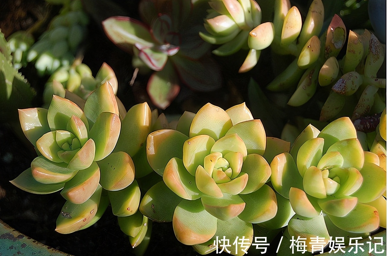 养花别再没自信了，盆栽这“4款”多肉，“随便整”都弄不死
