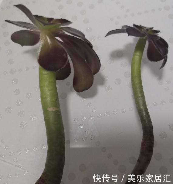 法师多肉脱落叶片严重,一定要注意