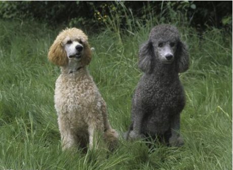 8种居家小型犬聪明可爱 第四种很少见哦 快资讯