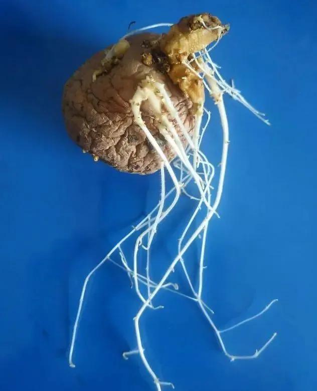 生物|土豆发芽有多恐怖!26张照片告诉你,它才是这个星球最神奇生物
