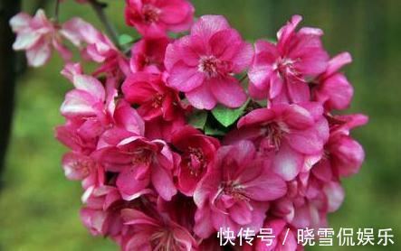 成活率|盆栽木本海棠花,哪个季节,移植成活率最高,其中有啥门道