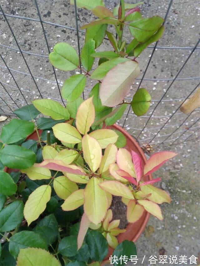 盆栽月季黄叶4个“方法”解决，片片叶子绿，花儿开爆盆长势旺