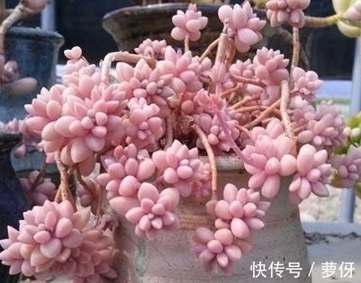 唐印唐印|网友推荐,最好养的多肉,你觉得靠谱吗