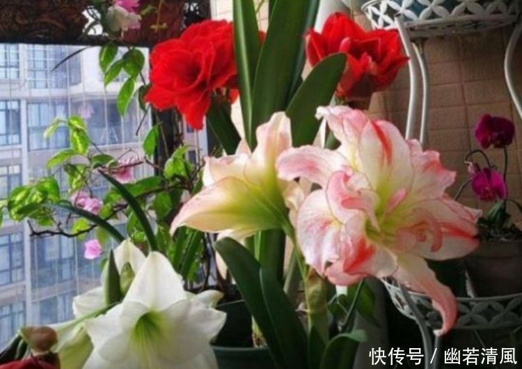 适合庭院养护的几款花，花姿妖娆，惊艳如花球，美翻了