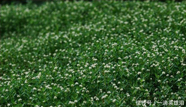 有兩種野草在農村隨處可見，總是被視而不見，卻是很珍貴的藥材