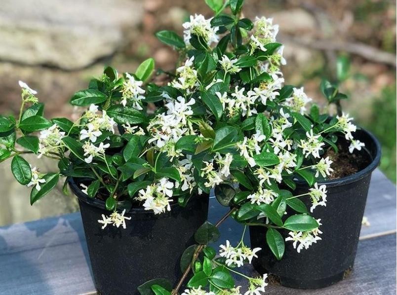 安全距离|养殖茉莉选银丝,盆栽抓住4点,一年四季开花,量多又持久