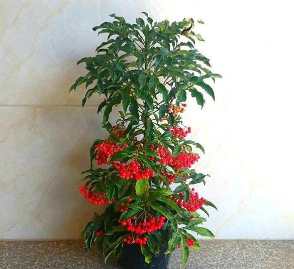 发现一种自带“贵气”的花,家里养一盆,红红火火,那叫一个喜庆