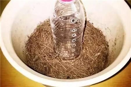 养花高手从不施肥,只用“3样废渣”,盆里放点1年不施肥养啥旺啥