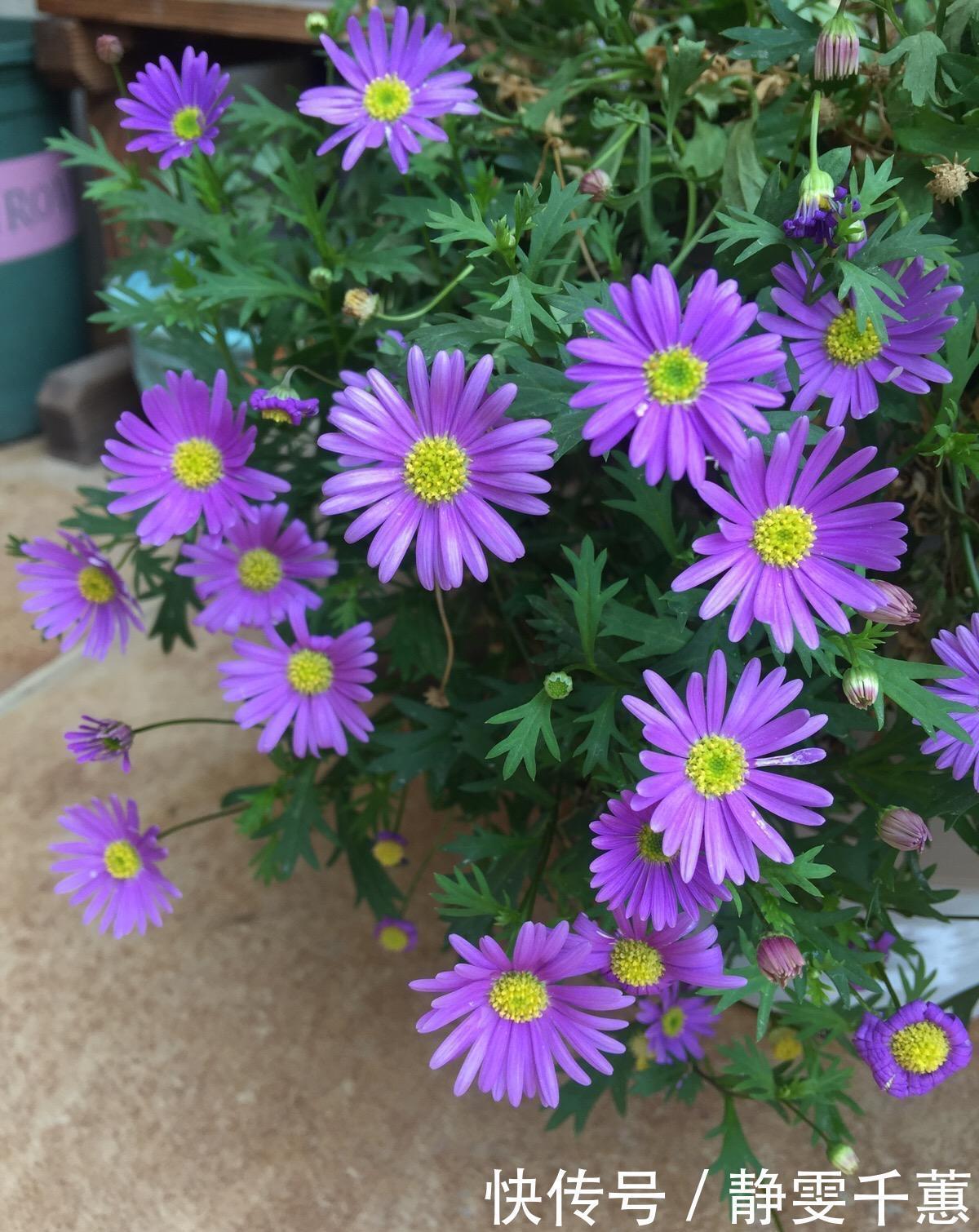 蓝雪花|7种“省心花”,耐阴、耐旱,不招虫、生病少,还特爱开花