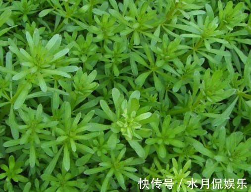 杂草|田里的恶性杂草，猪食用会“病倒”，却是上好野菜，入药用途广泛