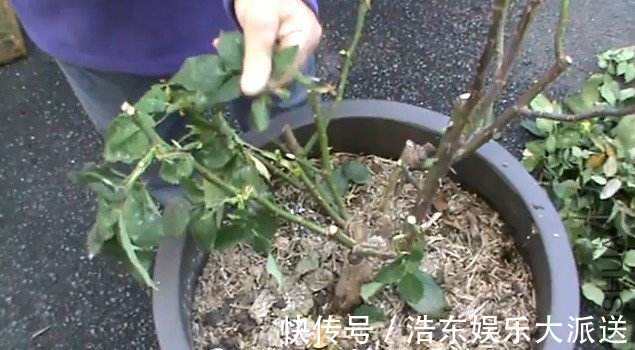 植物|养花要舍得“剪头”，4种花“越剪越旺”，你做对了吗