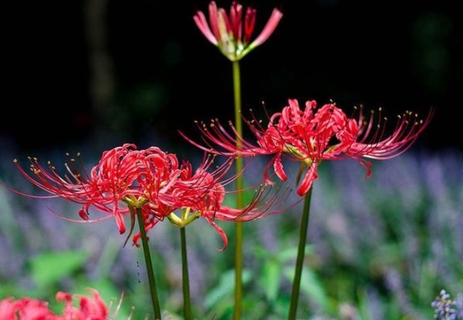这三种花名字很土气，开花却能美翻天，可以和孔雀开屏媲美