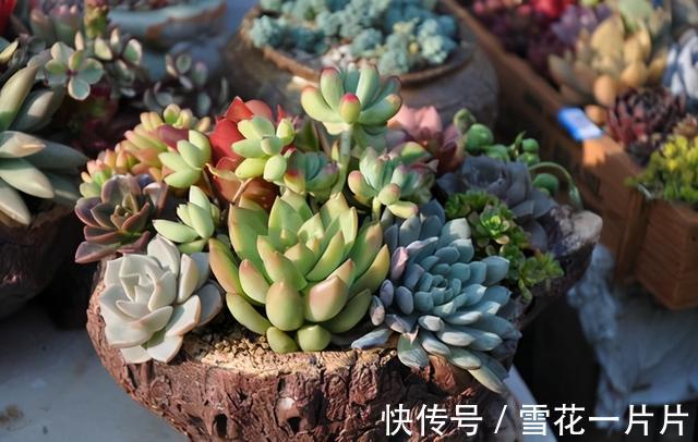 家里养了这7种花，再旱也别“喷水”，别做错