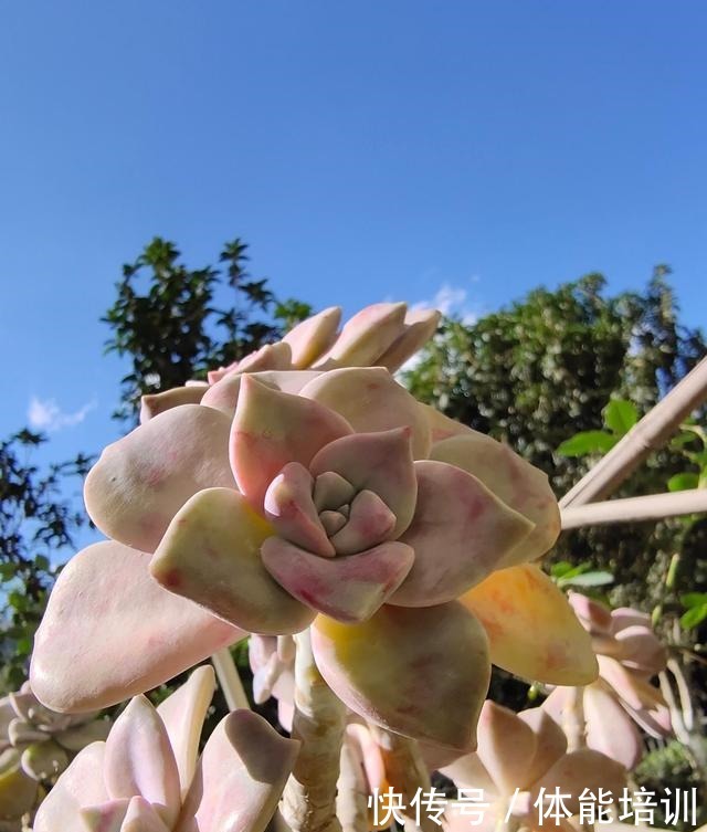 想让多肉紫乐长得快，大胆一点虐着养，一年不到小苗就变中苗！