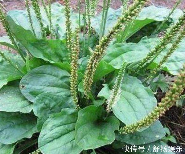 車前草能抗癌別再被忽悠了,真實(shí)功效有3個,卻少有人知