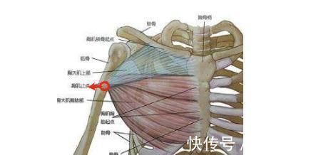 手臂|练胸效果差，你胳膊伸太直了练卧推和俯卧撑时，这些错误不要犯