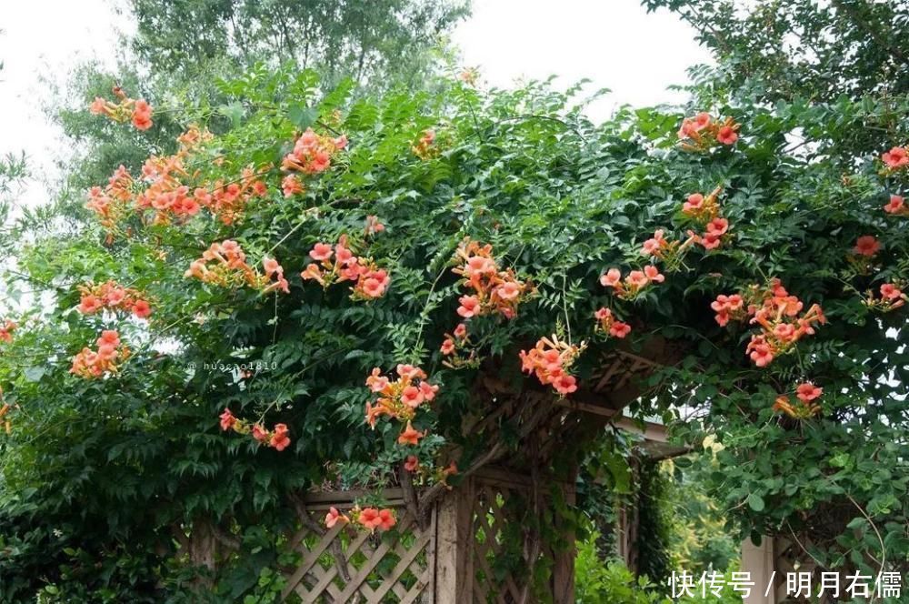 家有庭院绝不可错过的5种花,打造花海无压力,任谁看了都羡慕