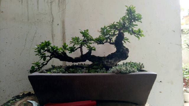 小叶鼠李微盆景,剃头开始,换个发型就是帅哥,爱上微盆景没商量