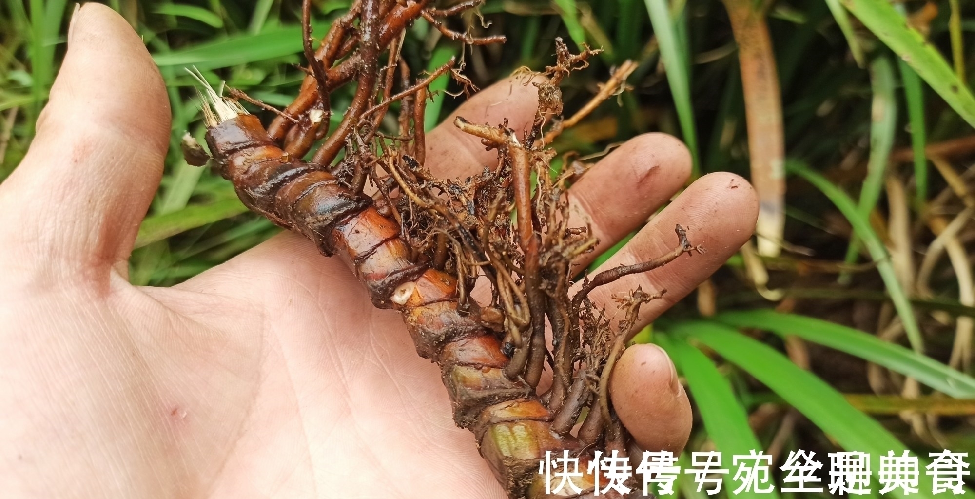 王象晋|李时珍:“益五脏,通九窍”,石菖蒲用处多,价值珍贵,别被偷走