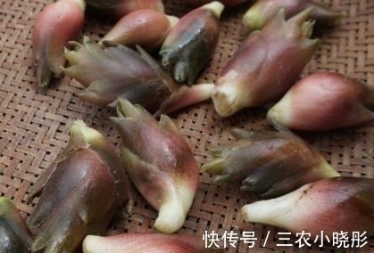 茗荷|农村常见的野味,被日本人赞为“亚洲人参”,村民却拿来喂猪
