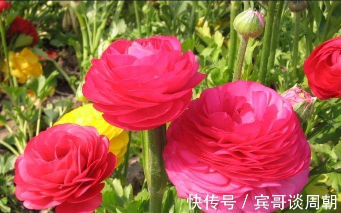 花朵|正月过后，有钱人都养5种花，不仅名字好听，花也漂亮