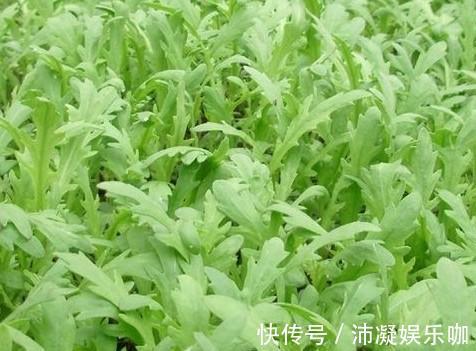 马齿苋|农村喂猪的野菜，识货的当宝，平衡酸碱，养肝护肝，农村人很幸运