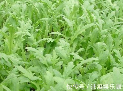 马齿苋|农村喂猪的野菜,识货的当宝,平衡酸碱,养肝护肝,农村人很幸运