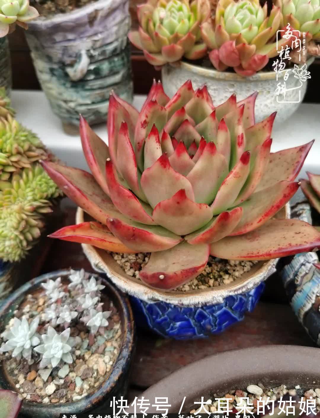 春暖花开，万物复苏，多肉迎来最美时光！