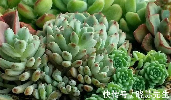 多肉服盆期不能晒太阳，只要注意好这两点，不徒长还利于服盆