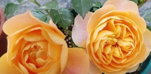  成活|最值得入手的4款花，好养易成活，全年开花不断