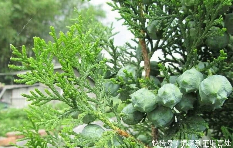 不少|农村柏树上的“它”,不捡等于扔钱,神奇用途不少,快告诉身边人