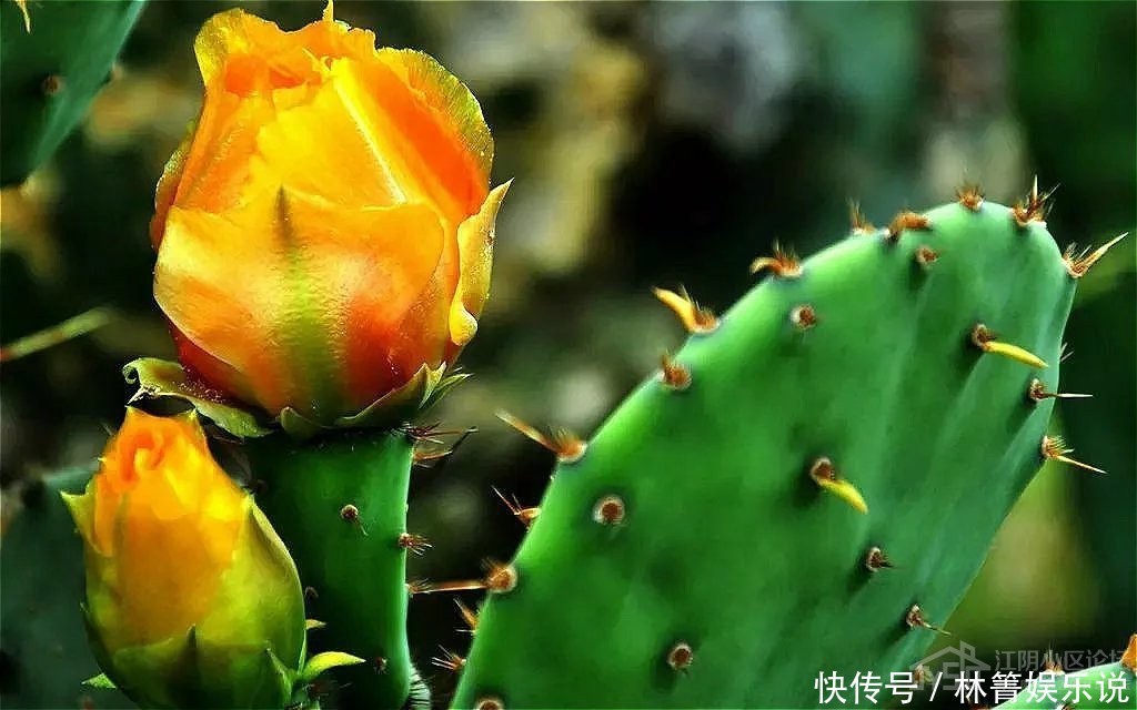 柔软|此花是坚强的花，因为心太柔软，所以才加了一套铠甲