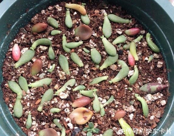 有些花友叶插多肉难成功,或许是这5个叶插条件被忽略了!