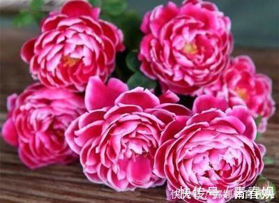 颜值|此花颜值高,开花惊艳,开花勤爱爆盆,一开大半年哦!