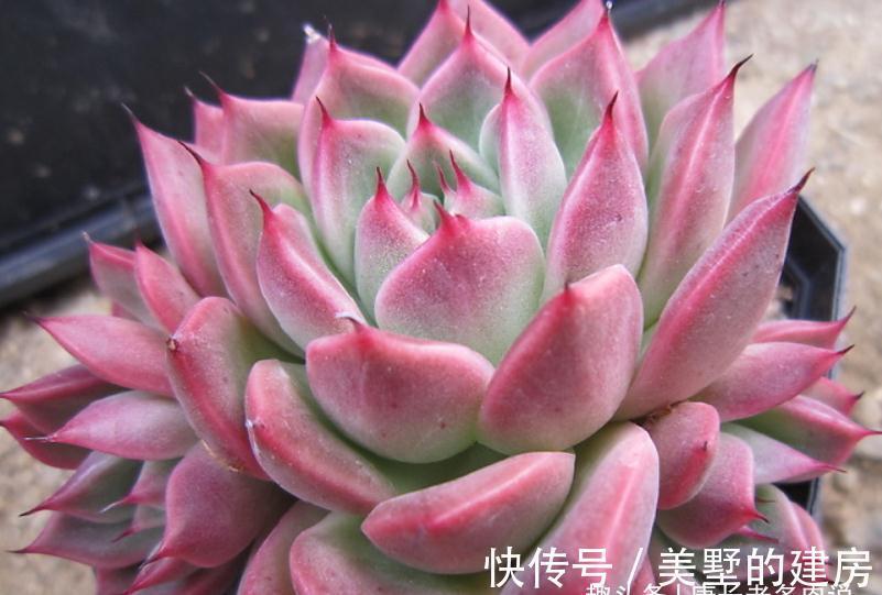 叶片|美若红颜，甜如蜜语——多肉红颜蜜语不好养？我养过后不这么认为