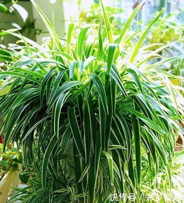 捡来1种土块,碾碎泡水,制成万能肥,养花根壮、花多