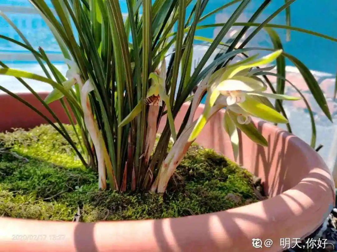 花苞|公认难养的花,养一盆死一盆,从来没有养活过!