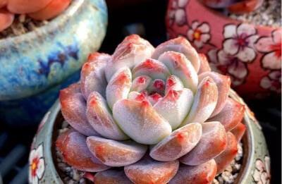 开春多肉出现3个迹象，及时做这件事，生长迅速养成肉墩子！