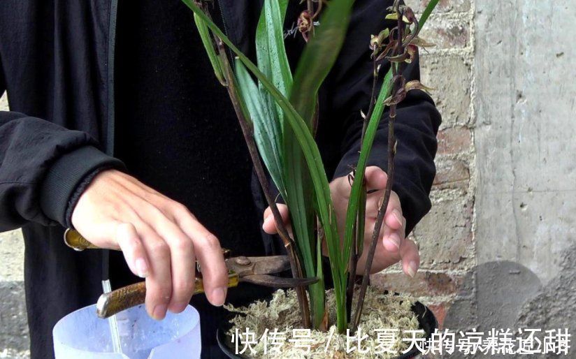 多元素|兰花开完花后,早点给它做好3点,根系长满盆,新芽蹭蹭往外冒