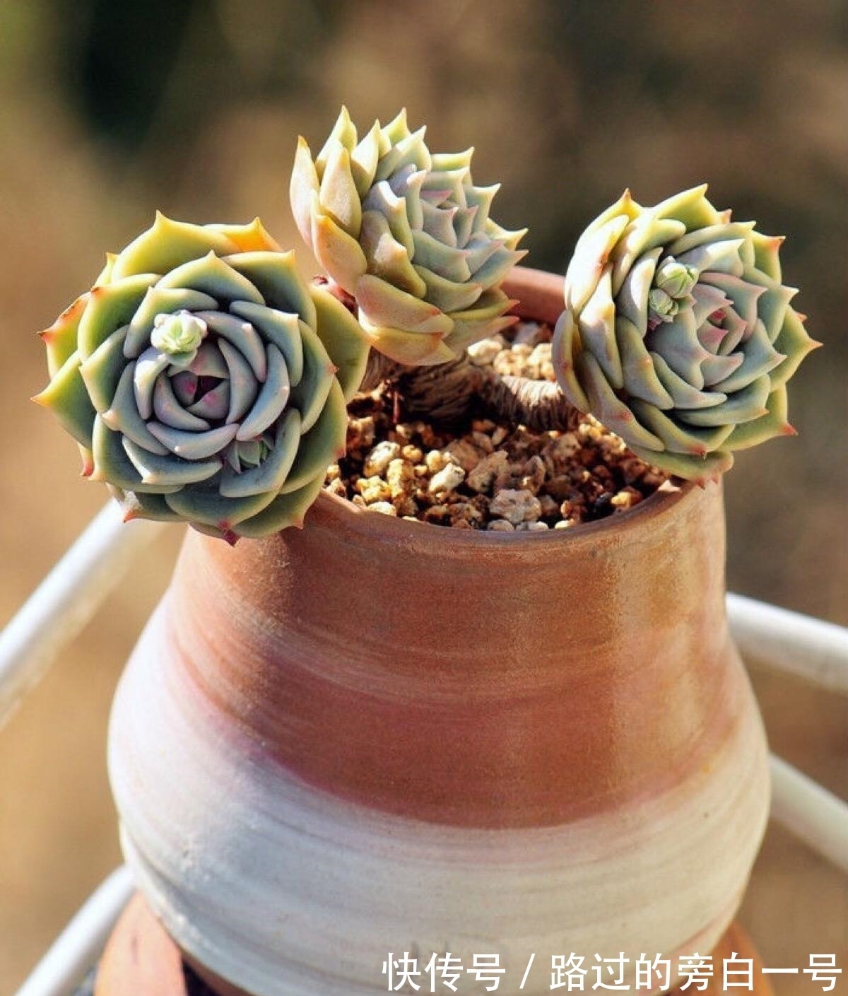 浇水|多肉植物如何浇水？养多肉需要注意的几个点，分享给你