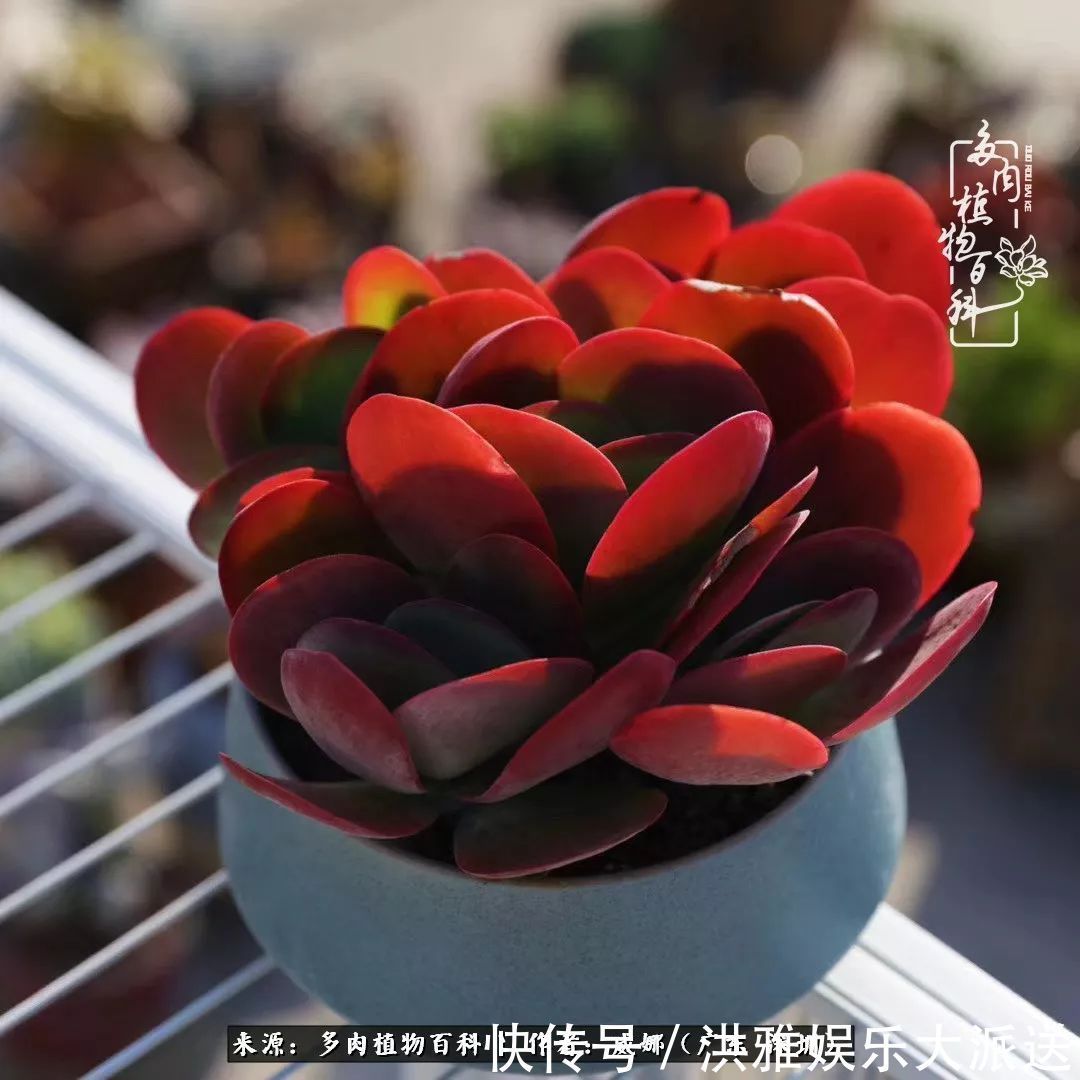 橙梦露|笼子里露养的多肉，越养越美！有多肉的日子伴着小确幸！