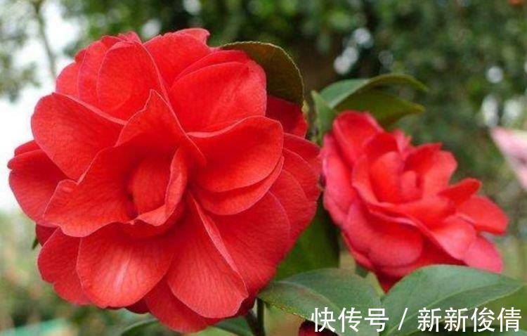 家养这些植物,阳台开出花海,长势好、花色艳,雍容华贵